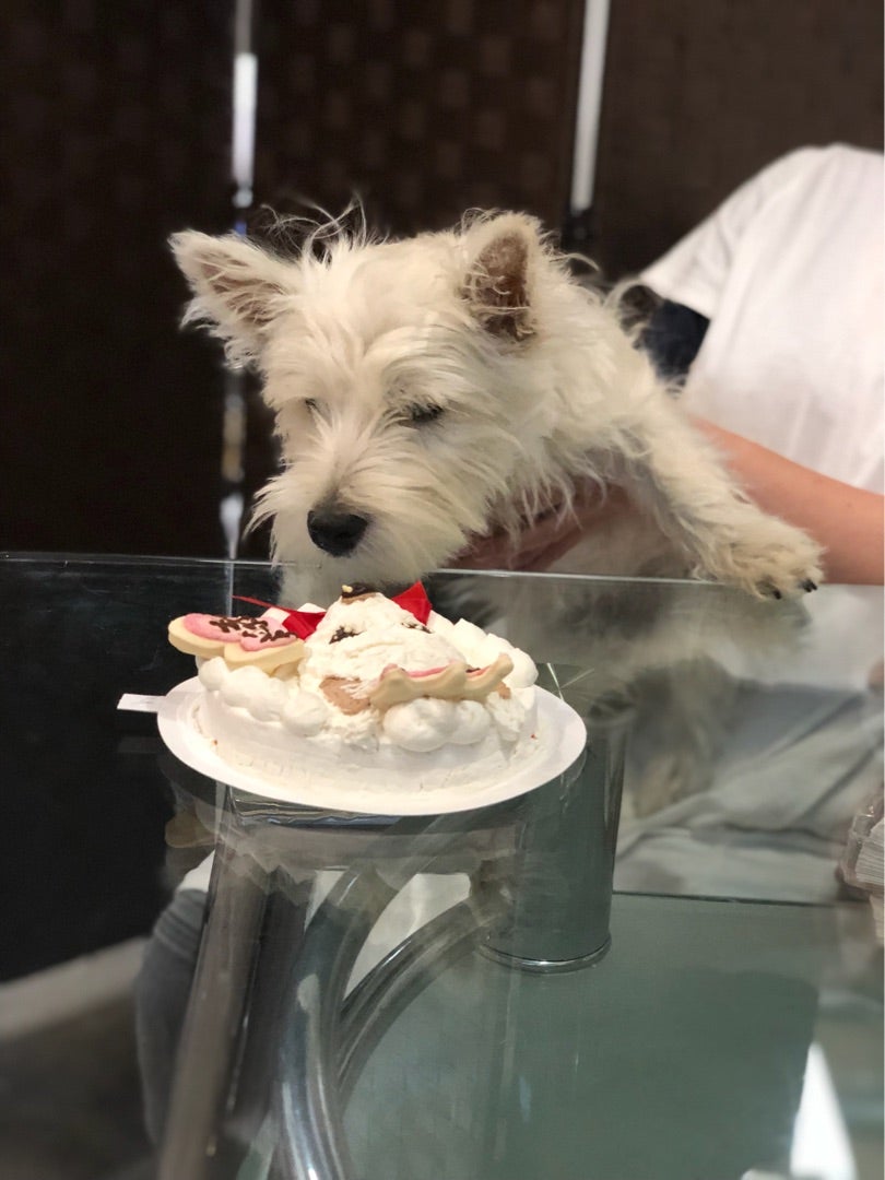 アトリエミニヨン・ド・サトコ®安心素材の犬用ケーキ、猫用ケーキ専門店 通販・お取り寄せケーキ