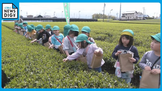 梅ヶ島小学校で茶摘み体験JA静岡市