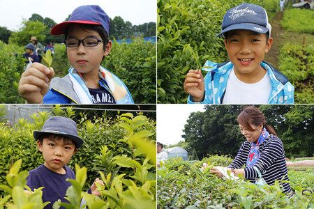 僕のヒーローアカデミアデク茶 カーネーション - ダブルムーンの小説 - pixiv