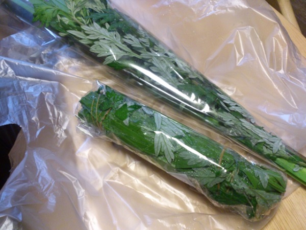 生後2ヶ月の菖蒲湯 写真素材2815888無料 - フォトライブラリ