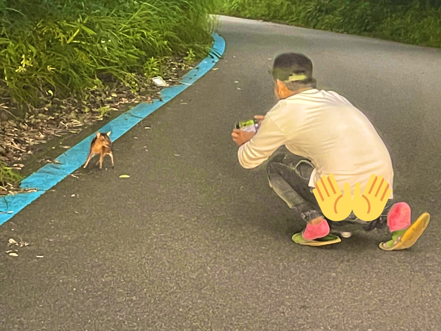 キョン」第35回アニマル”しっかり”みるみるKURU KURA くるくら