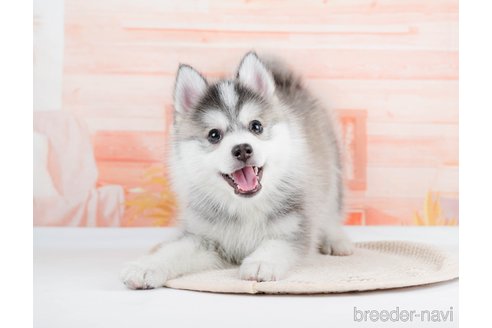 レア―！🐶☆ポンスキーの赤ちゃん！女の子