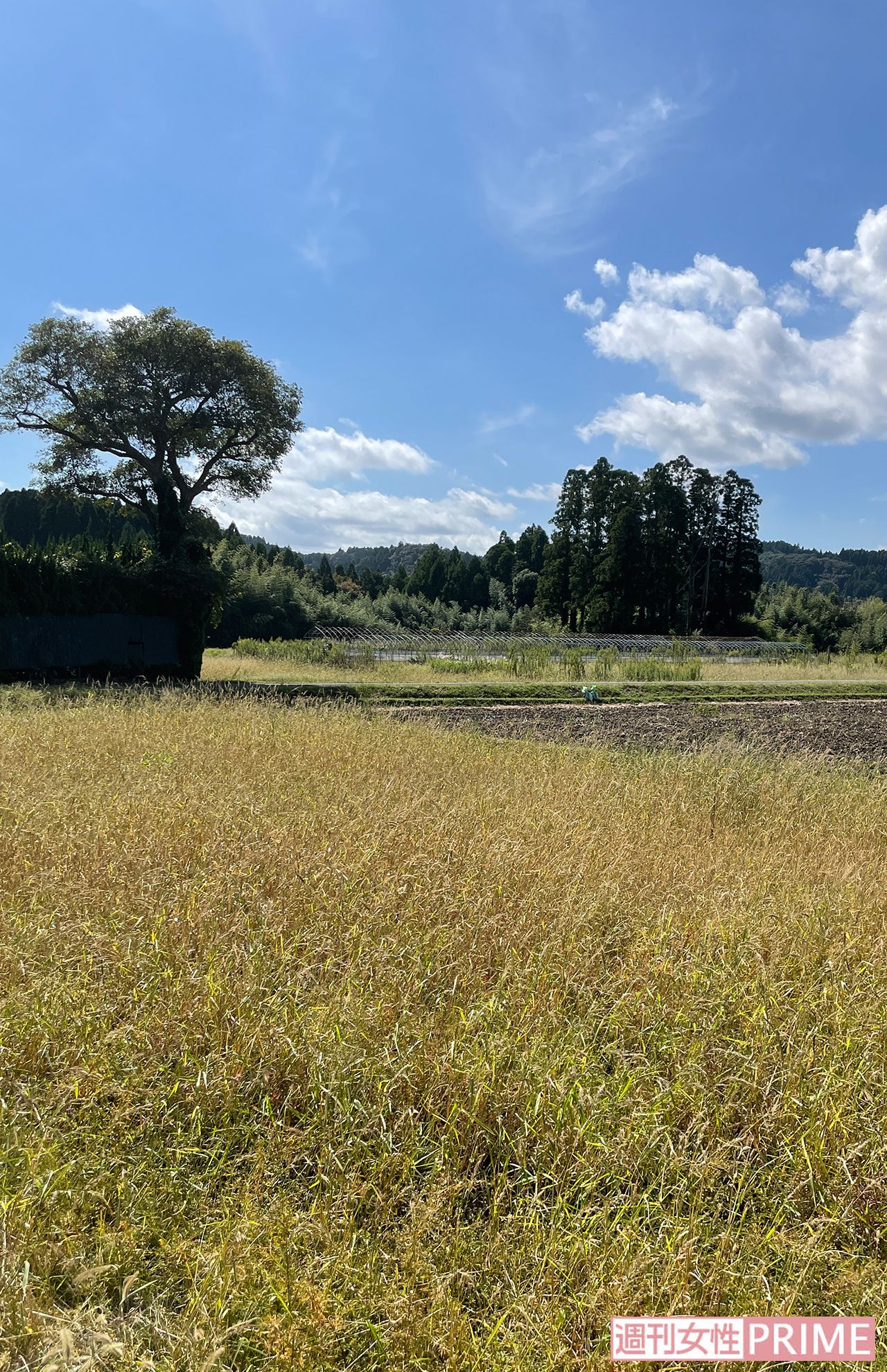 ばるぱんさー on X: 