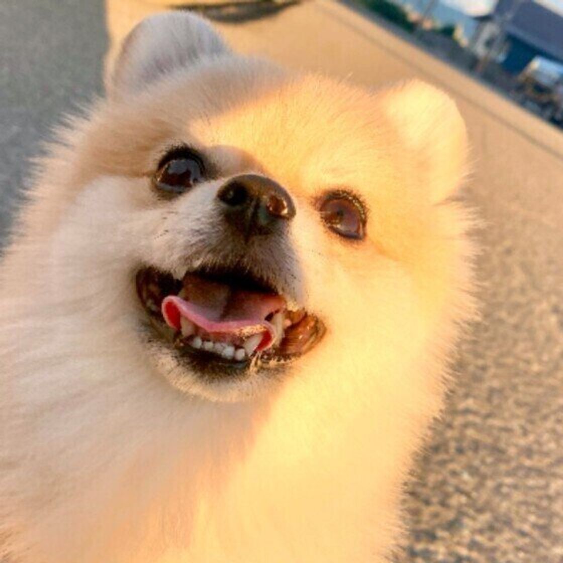 🪸12 8 Sun. 21:00🪸,𝙉𝙀𝙒 𝙍𝙀𝙇𝙀𝘼𝙎𝙀 ,,Seahorse🫶タツノオトシゴ, 向かい合うと♡になるの可愛い〜🥺,, タツノオトシゴの意味,向き合うとハートの形になる事から恋愛のシンボルとも言われています。,