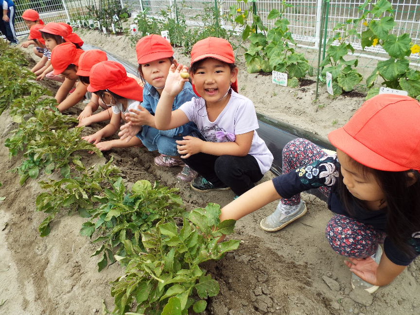 ゆり組 おうちの人ありがとう礼拝 ひつじ組 いちご摘み ぶどう・うさぎ組 苗植え 給食とおやつ認定こども園北光幼稚園日記