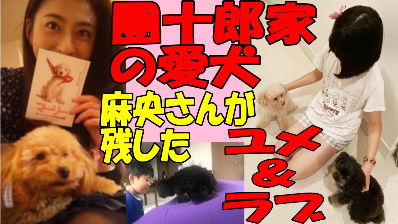 海老蔵改め團十郎:Danjūrō 市川ぼたん:麗禾ちゃんが愛犬２匹を特に愛するちょっぴりせつない姿に「私がいないと寂しいらしい、ごめんね」「二日間、お留守番頑張って」- YouTube