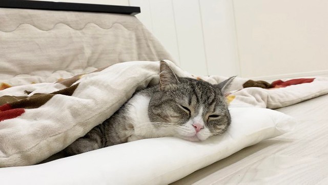 YouTuberフォーエイト48こたつ、“彼女”からのキスショット公開「美男美女」「お似合い」の声 - モデルプレス