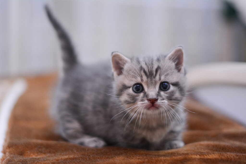 マンチカンの特徴と飼い方 可愛い画像いっぱい｜ねこのきもち 猫図鑑｜ねこのきもちWEB