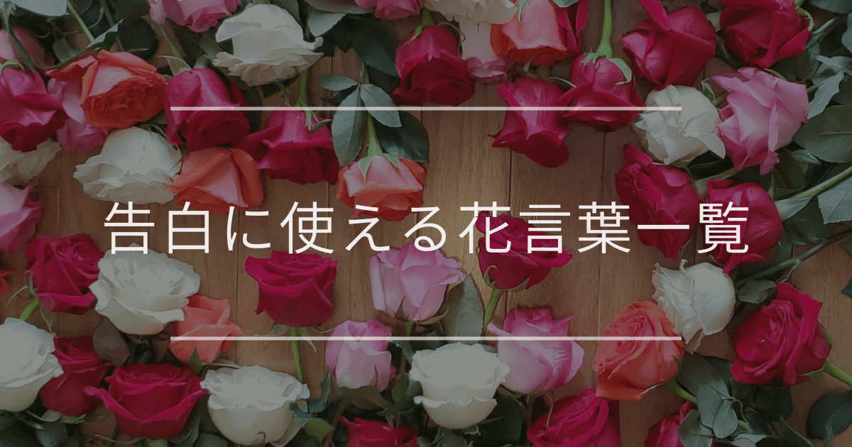 告白の言葉 メッセージカード ポスト投函 ギフト お花 プレゼント 手作り くま 膝まづき 立体 ブック型ボックス 付き合ってください 送料無料 :en-tres - 通販 - Yahoo!ショッピング