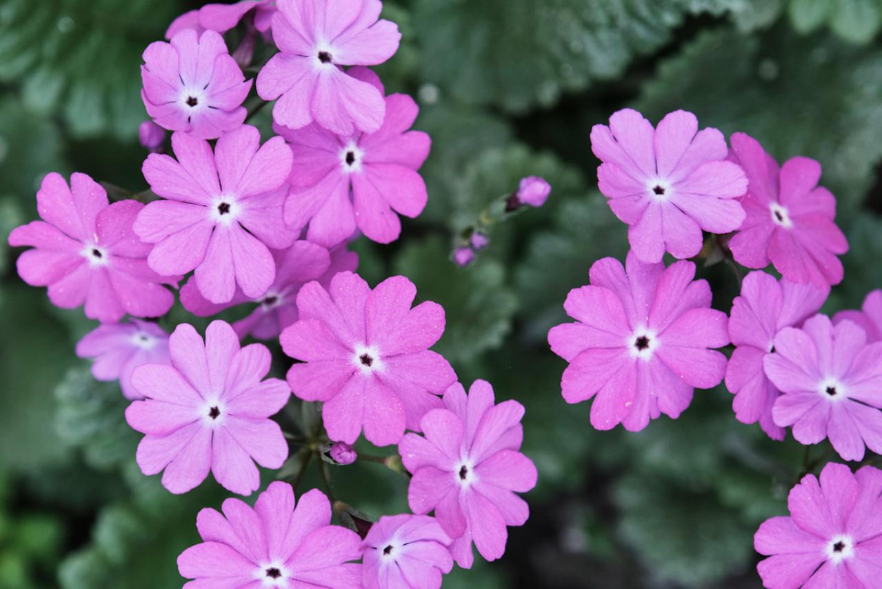 4 18の誕生花は「レンゲソウ 赤 」です。 花言葉は「心がやわらぐ」です。 マメ科の2年草で、中国原産。 ４～５月、ピンク色の蝶形の花 を輪状につけます。緑肥として田んぼに植えられ、花の蜜はハチミツのよい蜜源になります。 和名はゲンゲ 紫雲英。 ＊ 一日一花。『花