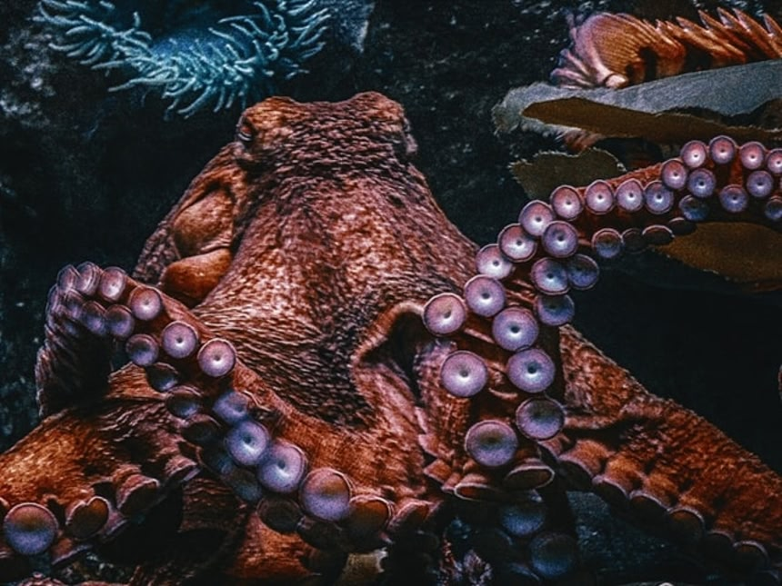 イカの目: ねえねえ☆子育て・生き物・本のダイヤリー