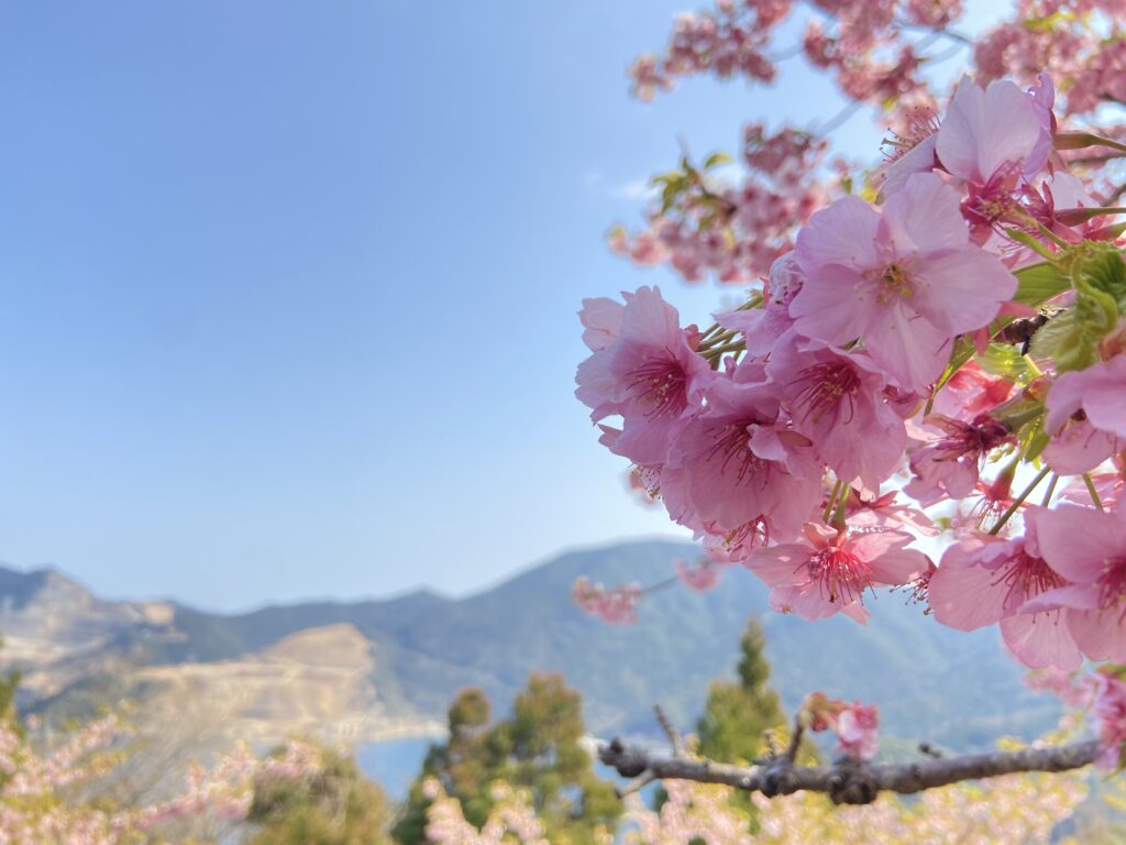 ついに見頃！河津桜の完全ガイド2025 河津桜まつりにおすすめの名所・穴場も - OZmall
