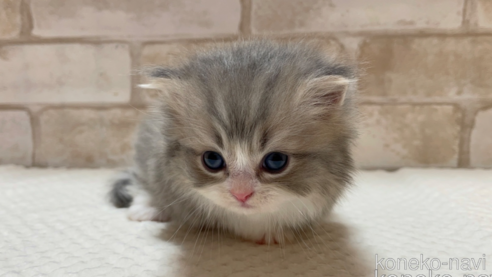 あら短い」赤ちゃんコーギーのあんよに5万いいね「みじかわ 」「んふーて声でた」ママリ