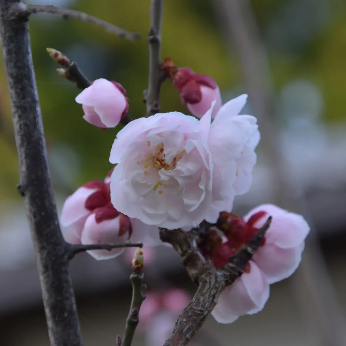 寒さが続く季節を彩るお花◇梅のご紹介 - 花だより