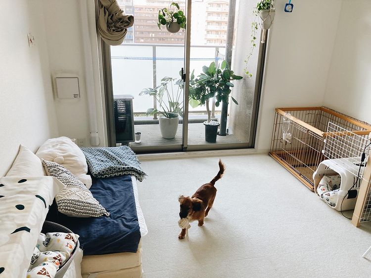 犬専用部屋を注文住宅につくる際のレイアウトや設備のポイント - MY HOME STORY │スーモカウンター注文住宅