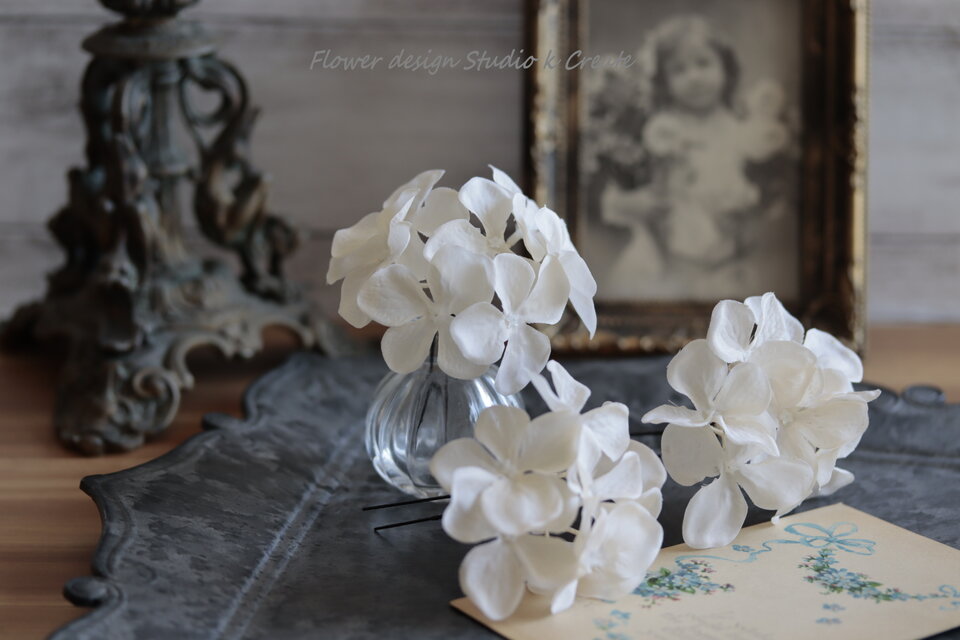 アジサイ：ウェディングブーケ ピンク 5号鉢植え の通販園芸ネット