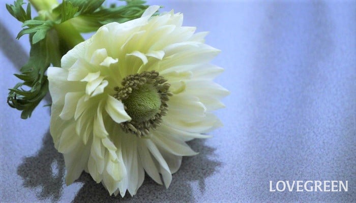 友情・友達・絆」の花言葉の花の種類◇友人へのプレゼントにおすすめ - 花だより