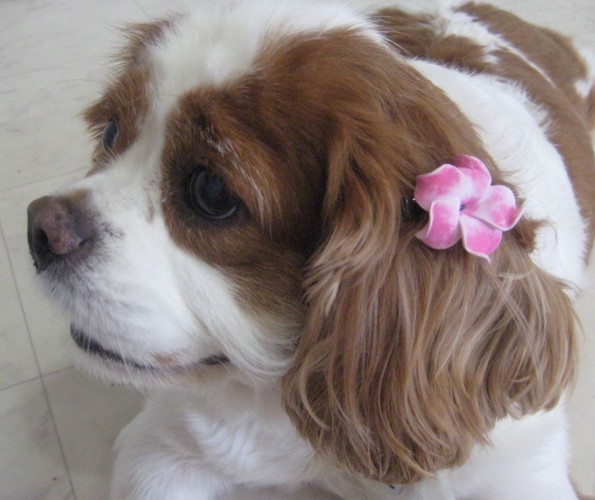 ハワイ語でオススメのペットの名前50選!ハワイに住む可愛いワンちゃんなどのペットのお写真と一緒にご紹介! - KAUKAUハワイ のお得なクーポン&予約ならカウカウ