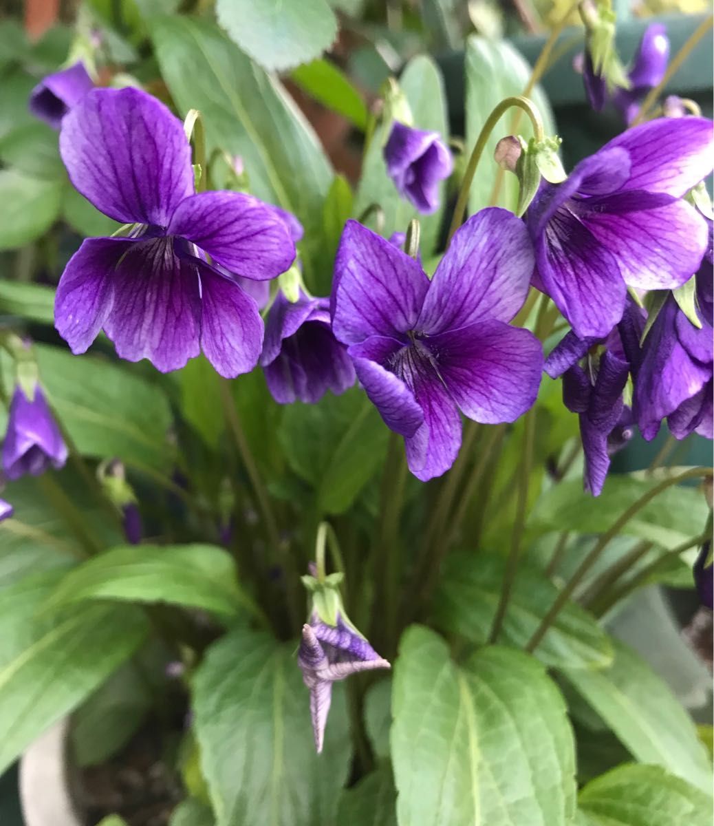 「菫」は名前に良くない？その理由と名付けのポイントを徹底解説！生活に役立つ情報