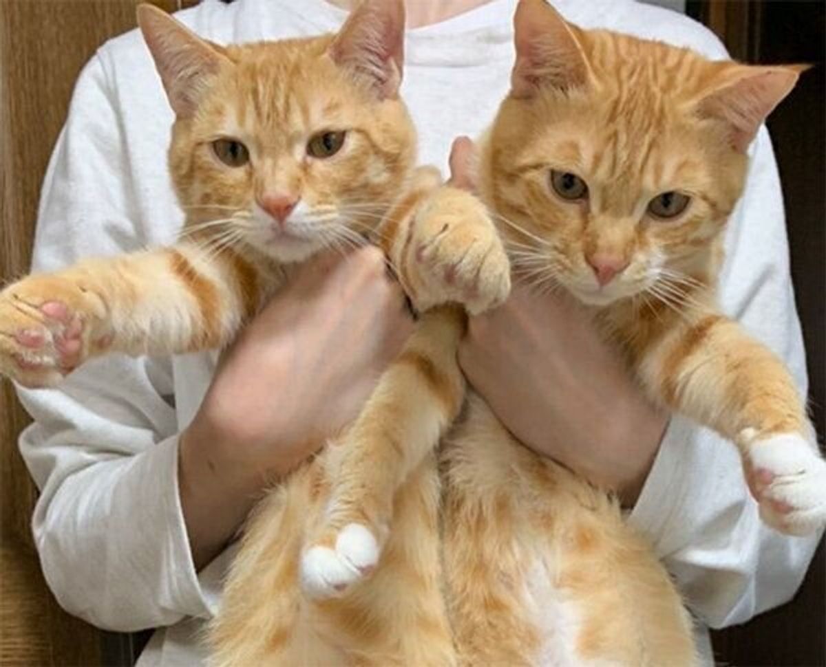 猫の里親募集 大阪府・雑種・仲良し兄弟☆つるちゃん☆弟猫 ID:2209-01449 ハグー -みんなのペット里親情報