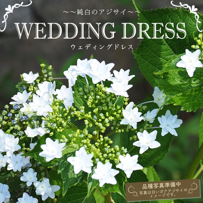 ジューンブライドにぴったり♡パステルカラーの紫陽花をメインに結婚式を飾りつけ＊marry マリー