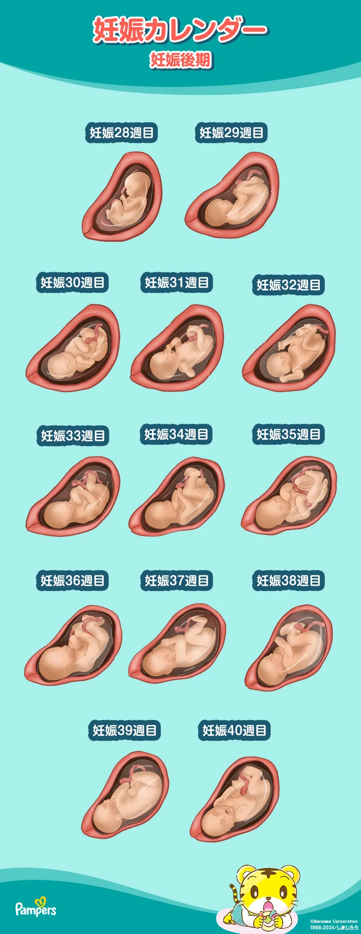 早産・切迫早産 - 公益社団法人 日本産科婦人科学会