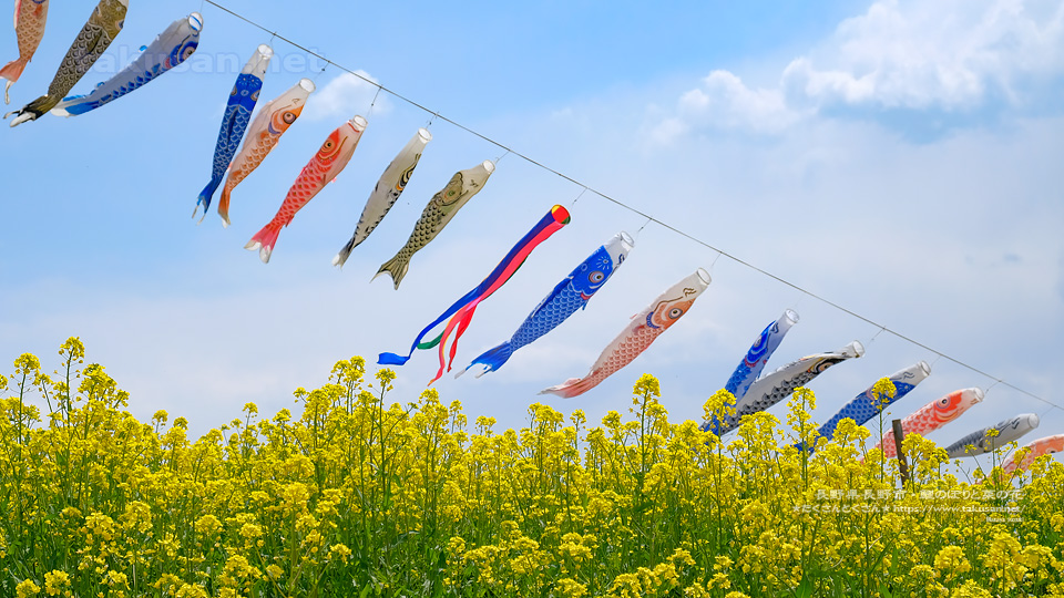 鯉のぼりの無料フリーイラスト咲くっとイラスト さくっといらすと