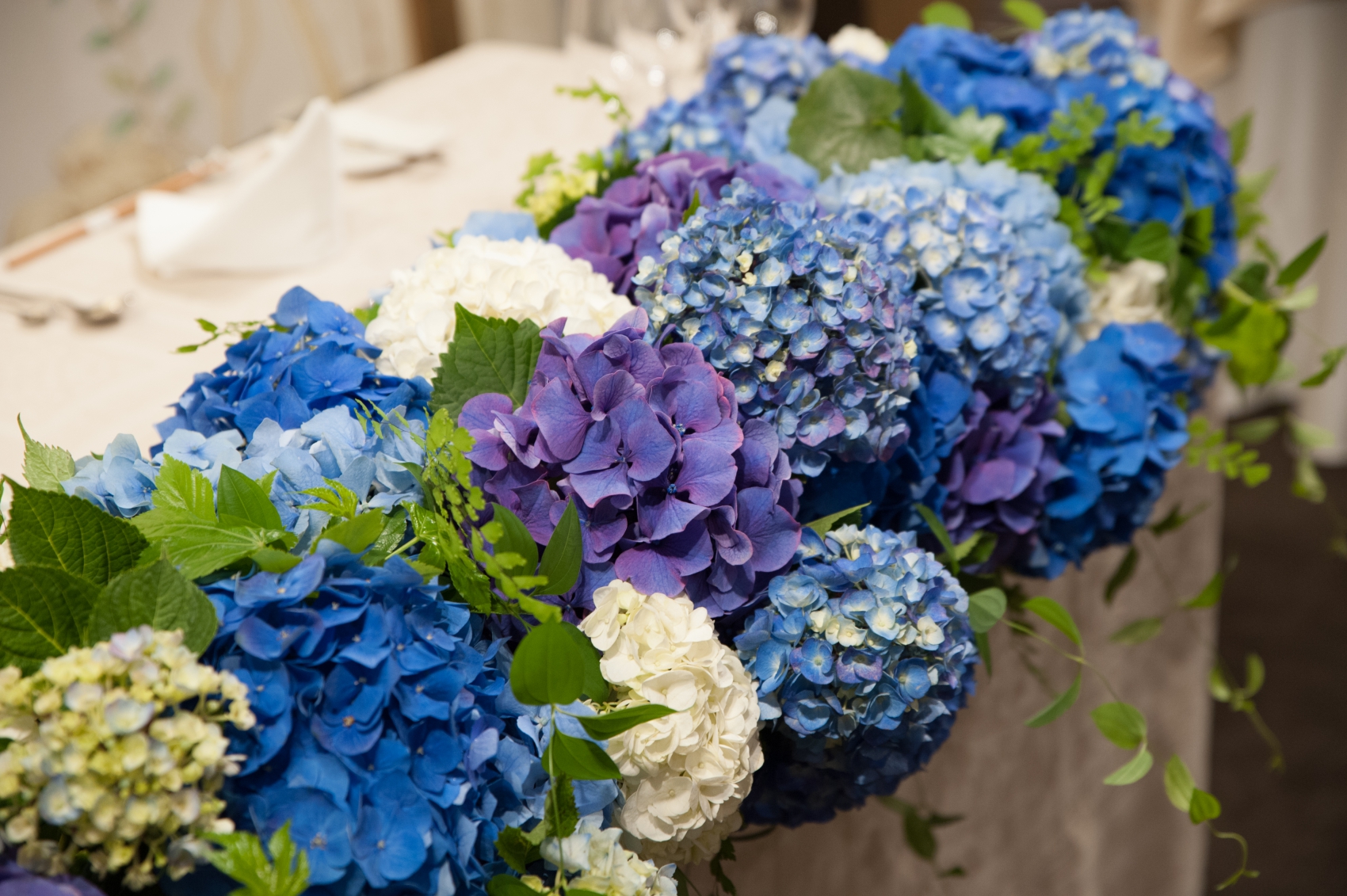 楽天市場屋外管理苗花終わり アジサイ 紫陽花・あじさいウェディングブーケ 6号苗 z04-1: 千草園芸