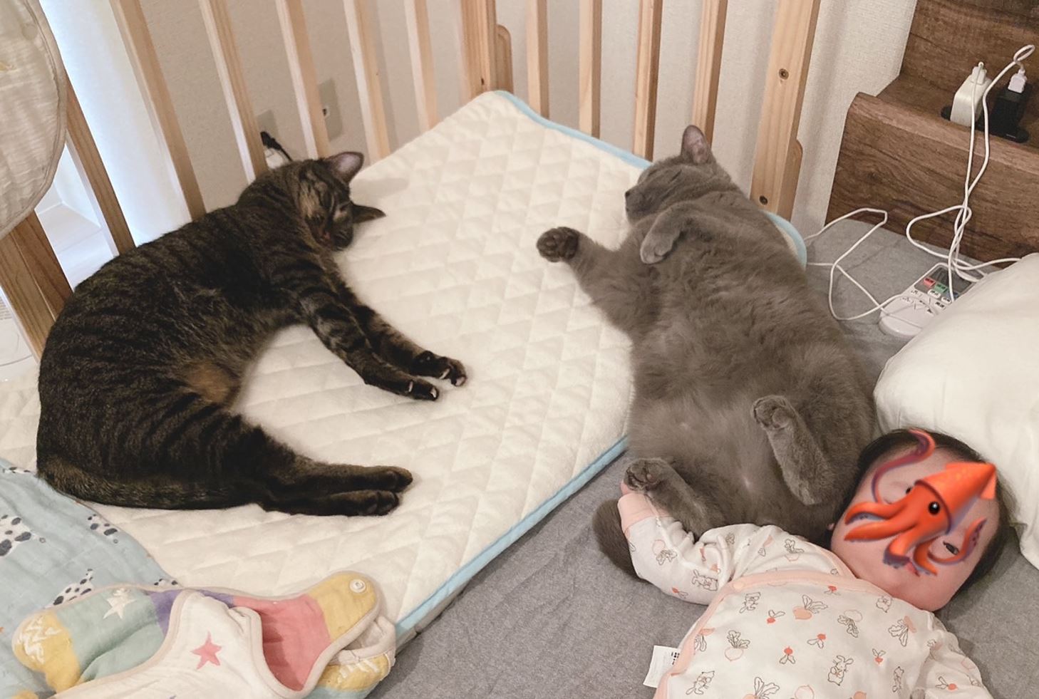 猫と赤ちゃんの同居は可能？我が家の例をご紹介します。 -匠本舗情報局 たくじょー！