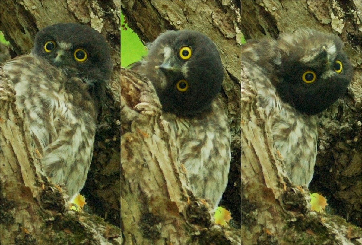 フクロウ」の写真素材1,197,925件の無料イラスト画像Adobe Stock