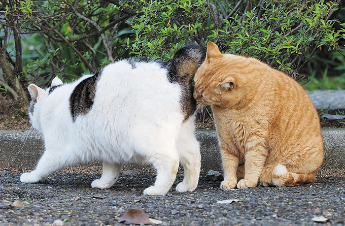 猫が「おしりを気にしている」のは病気が原因のことも!? 獣医師が解説｜ねこのきもちWEB MAGAZINE