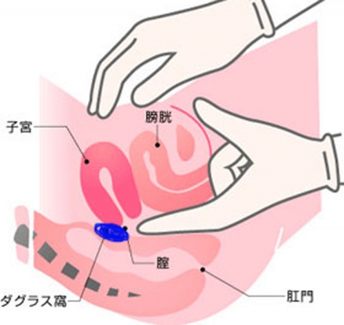 図入りで分かりやすく説明。女性器の名称と役割