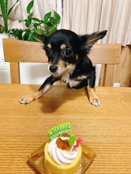 フレンチブルドッグのわくわくバースデーケーキ-4号 Gaby GabyCake.jp