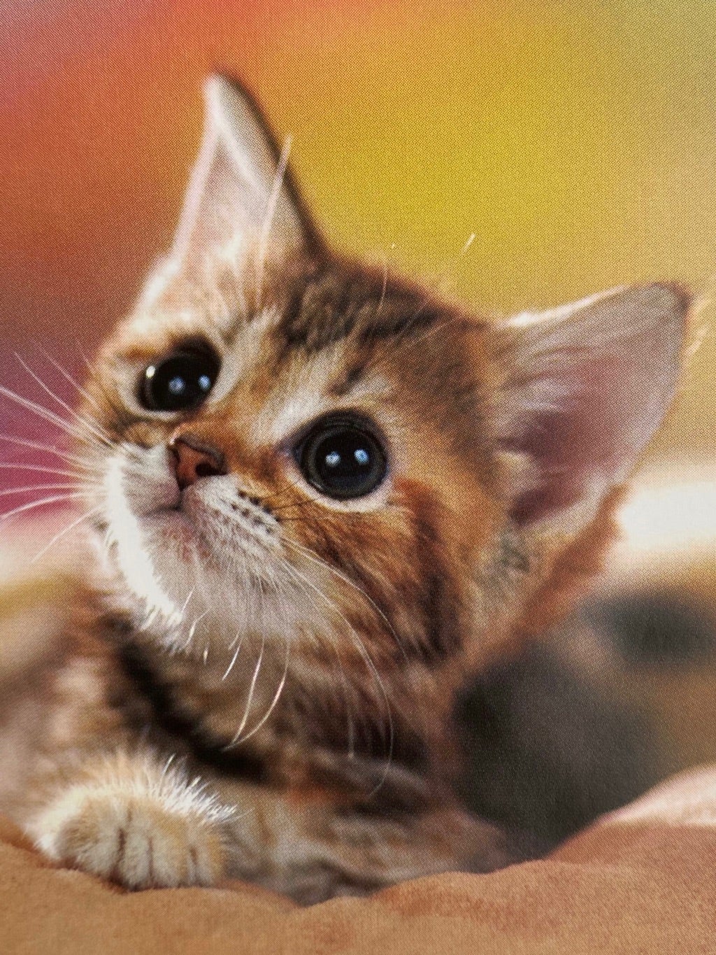 猫顔隠し」のアイデア 8 件顔隠し, 猫 ステッカー, 猫