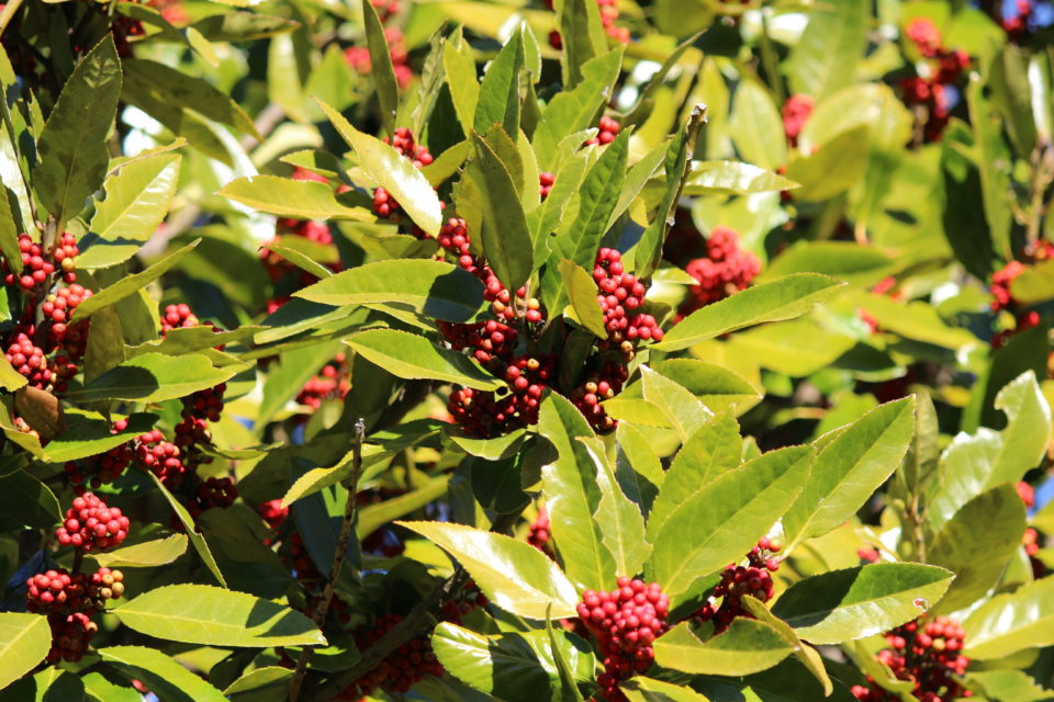 スポーツ名言集高木虎之介の名言 - 観客の前でのガッツポーズは、F1でやりたい。 - Number Web - ナンバ