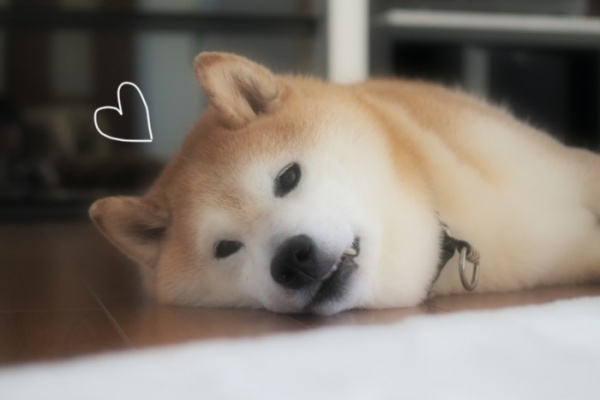 お目覚め姿がとってもかわいいこちらの赤ちゃん👶, .,のび～、うねうね、むにゃむにゃ寝顔からのお目覚めまでの様子に、ほっこりしますね。最後はちょっと笑っているようにも見えますね🤗, .,たくさん寝て元気に遊んでくださいね🎵, ., ., こちらの素敵なお写真は @otoharu_0207 さんのお写真です。