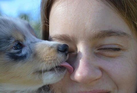 犬が飼い主の顔を舐める理由について [2/2] | わんちゃんホンポ