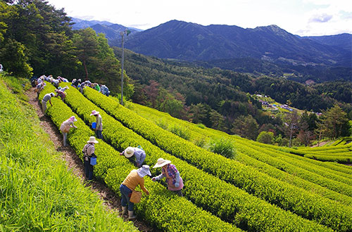 岐阜県東白川村のふるさと納税 お礼の品ランキング ふるさとチョイス