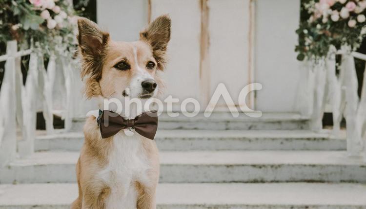 結婚式の前に家族の朝の準備をしているピンクの蝶ネクタイを持つかわいい面白いパグ犬。結婚式の日にペット。の写真 – Unsplashの動物の画像