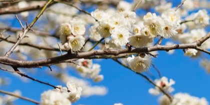 亥年 いのしし年 生まれの年齢、性格、相性および2024年の運勢をまとめて紹介ーAraChina中国旅行