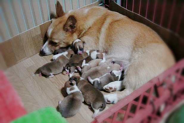 赤ちゃんポメラニアンについて解説！見た目や生まれる頭数、成犬になるまでをご紹介 - petan