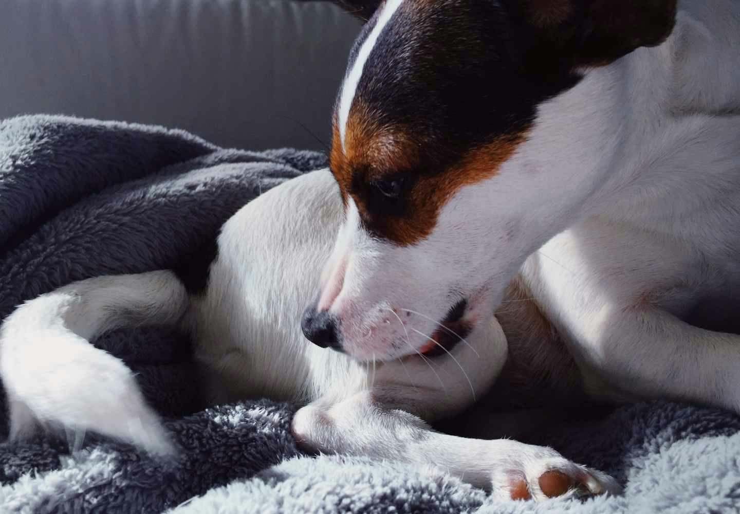 犬や猫のお尻から血が出てる！それ肛門腺からかもしれません。肛門腺炎と肛門嚢破裂の話。 | 