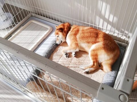 1.5m ペット用品スピード発送 犬 サークル 室内外兼用 ペットケージ 自由にレイアウトOK ペットサークル 折り畳み ハイタイプ 犬 ゲージ多頭飼い 安全柵 室内 小型犬 中型犬 組み立て簡単 組み立て簡単