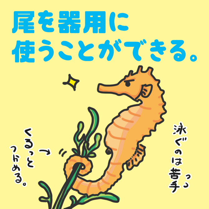 海の写真のボルボックス 2014年9月のテーマ写真館 タツノオトシゴの仲間たち