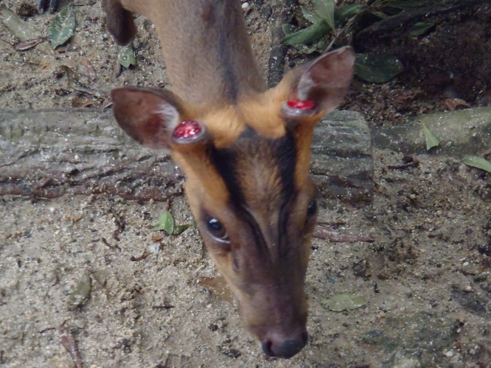 旭山動物園 キョンの赤ちゃん北の暮らし ～札幌・宮の森から～