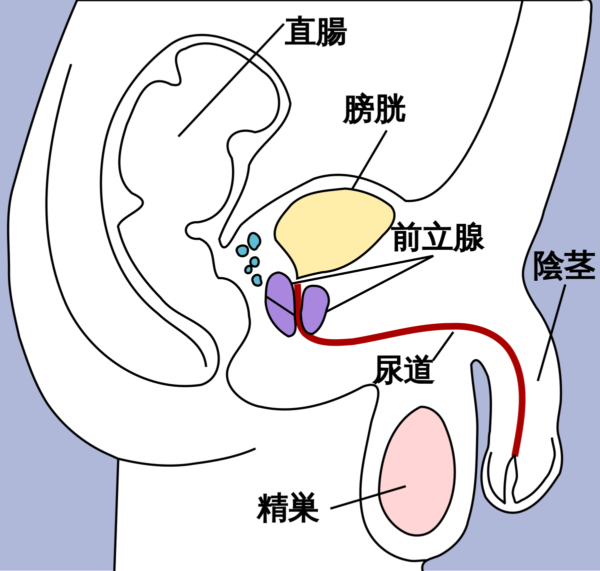 お尻に擦るだけの約束だよ…セックスの練習相手になってもらった押し弱先輩 ふわとろ桃尻にたまらず間違ったふりしてどっちの穴も挿入！ 2.5kg -