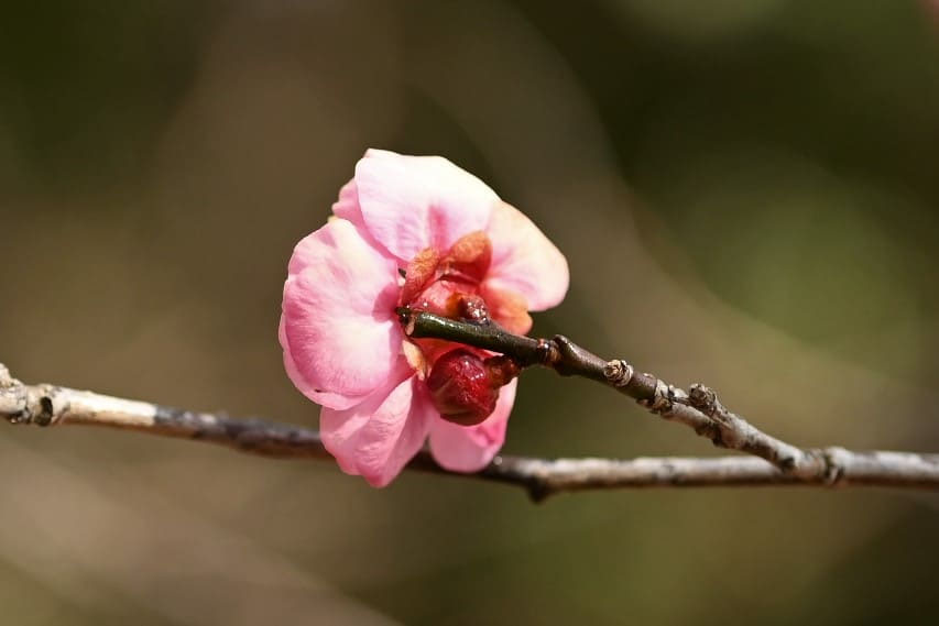 梅の見頃はいつ？開花のシーズンや梅の名所をご紹介中田食品株式会社