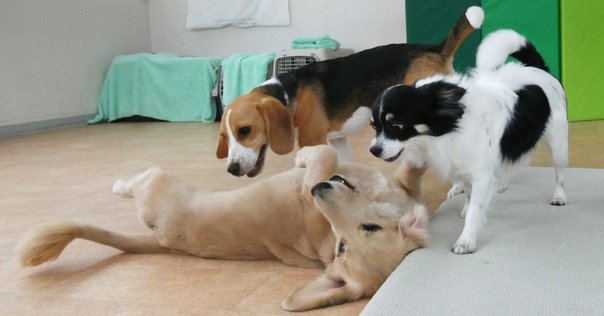 ハワイ語 ペット名前TikTok