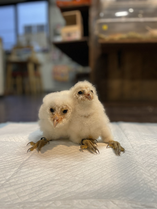 簡単☆フクロウの雛の育て方広島初のフクロウカフェ オウルドベース