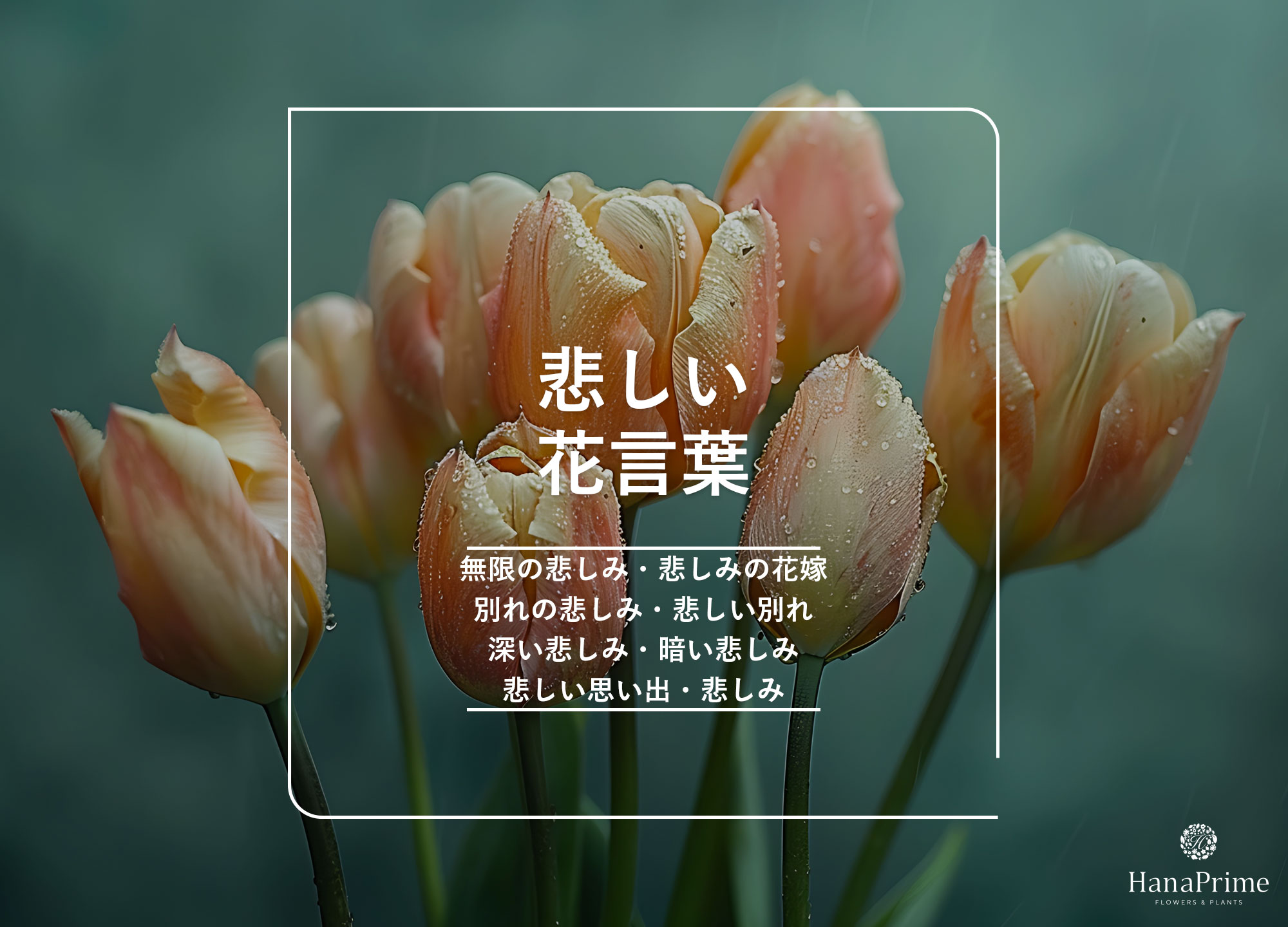 マンデビラの花言葉とは？花言葉の由来から贈られるシーンまで紹介！ – 東京寿園